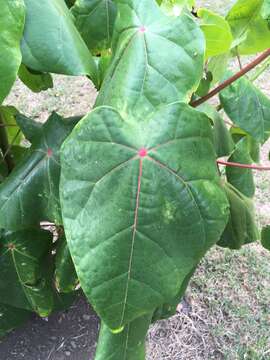 Imagem de Hernandia nymphaeifolia (Presl) Kubitzki