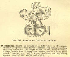 Image of Trichocentrum luridum (Lindl.) M. W. Chase & N. H. Williams