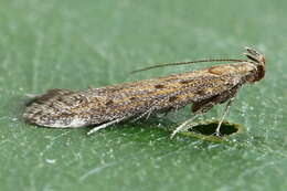 Image of Knapweed seedhead moth