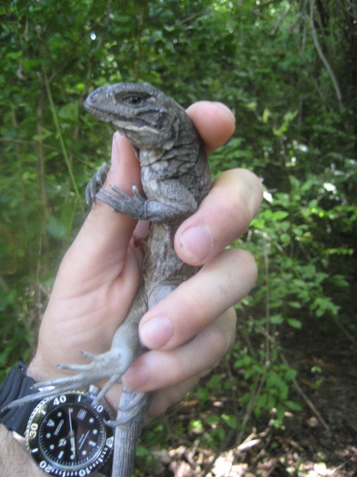 Image of Mona Island Iguana