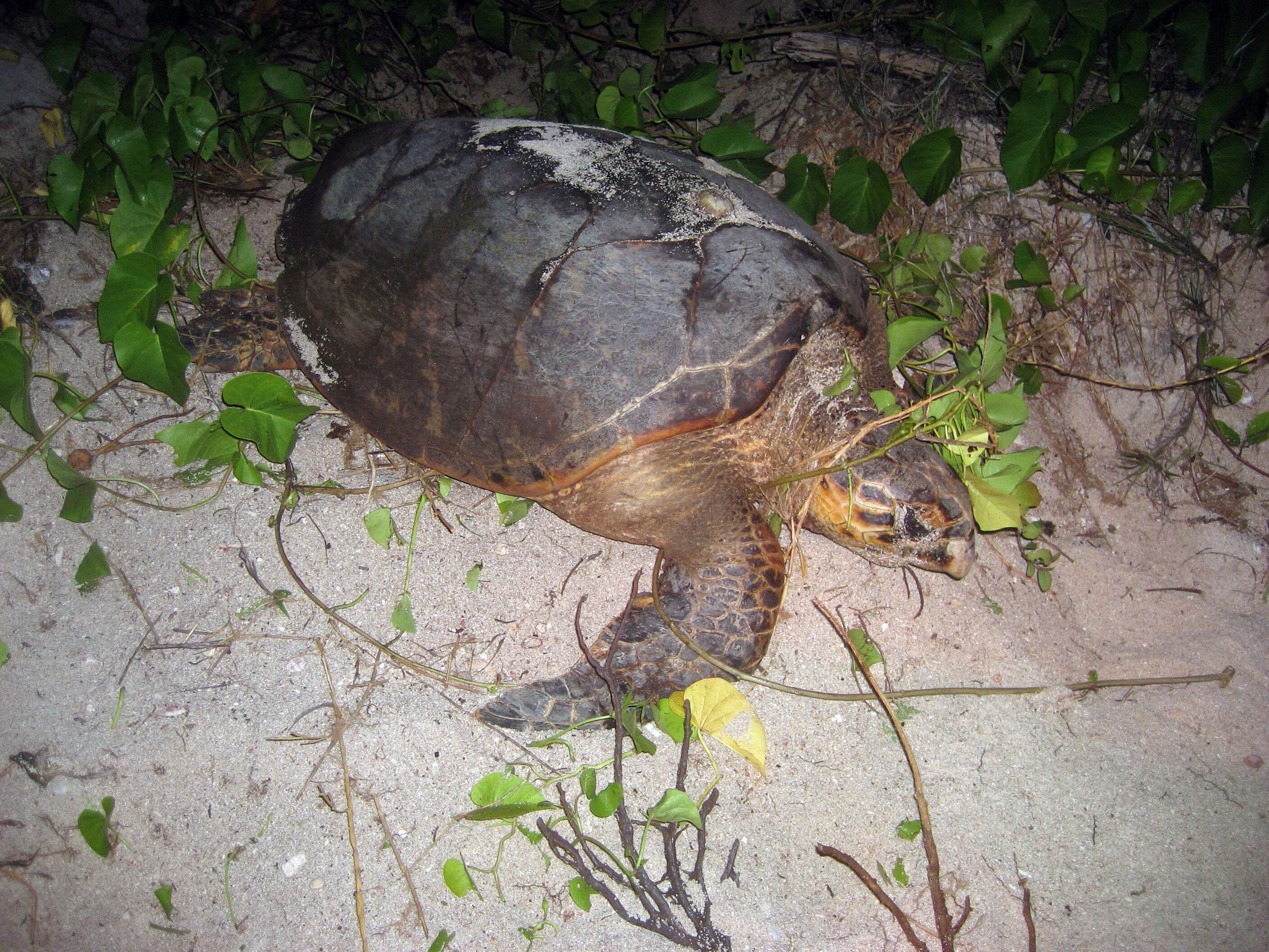 Image of Eretmochelys