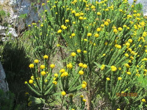 Image of Aspalathus capitata L.