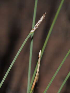 Image of Eleocharis pallens S. T. Blake