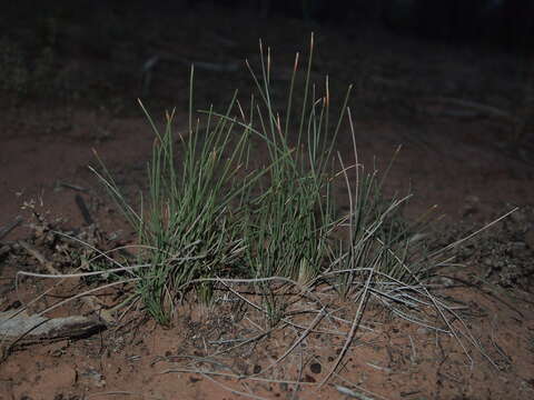 Image of Eleocharis pallens S. T. Blake