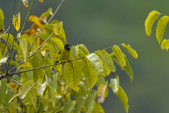 Image of Olivaceous Siskin