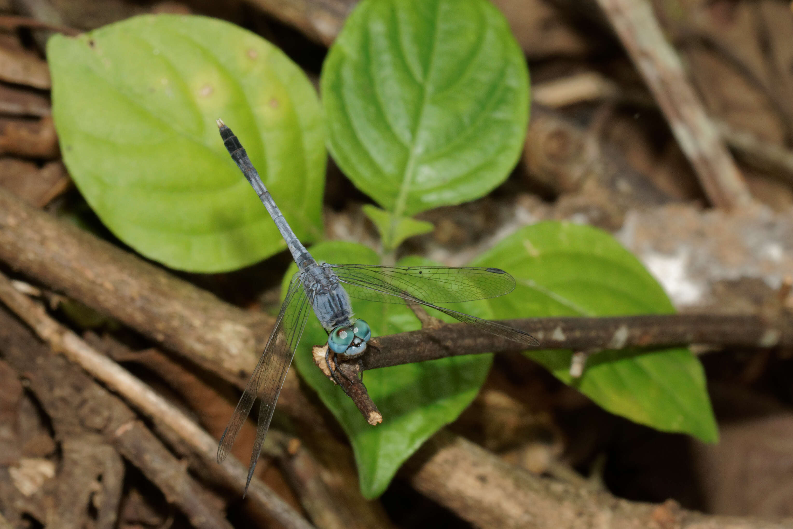 Image of Diplacodes trivialis (Rambur 1842)