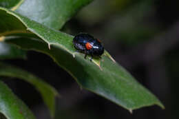 Image de Saxinis (Boreosaxinis) saucia J. L. Le Conte 1857