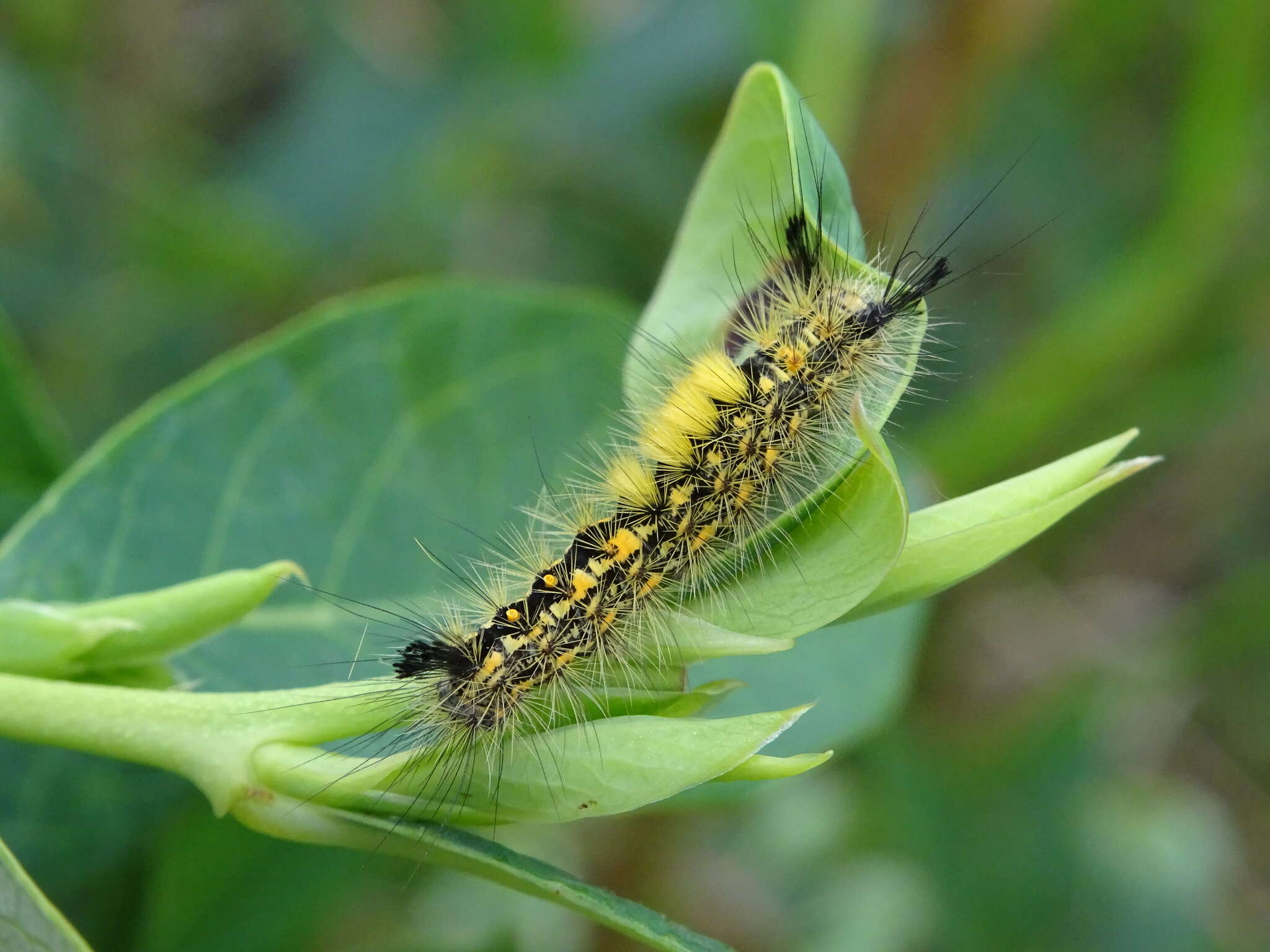 Слика од Orgyia antiquoides (Hübner 1822)