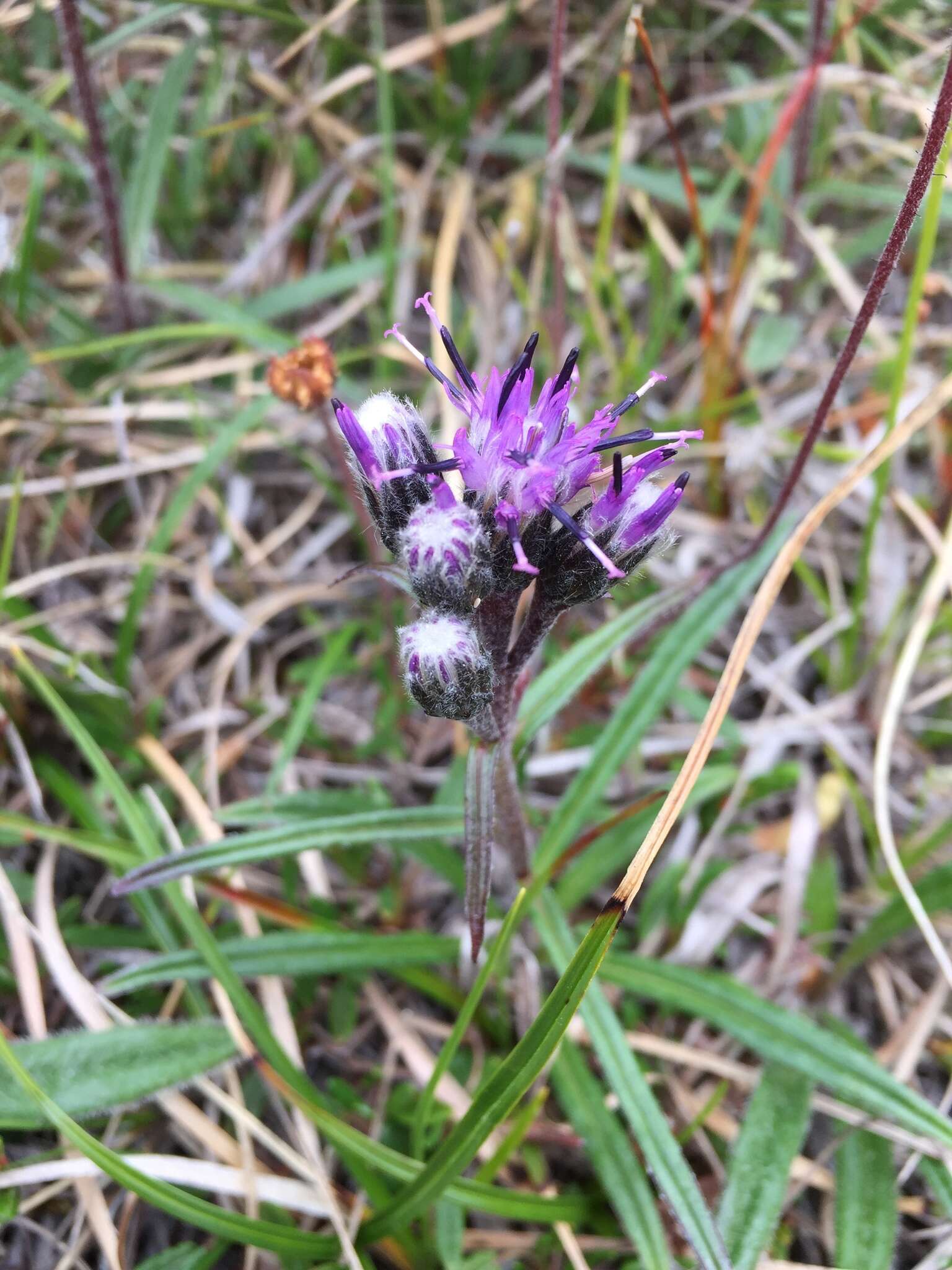 Sivun Saussurea angustifolia (Willd.) DC. kuva