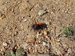 Image of Phidippus nikites Chamberlin & Ivie 1935