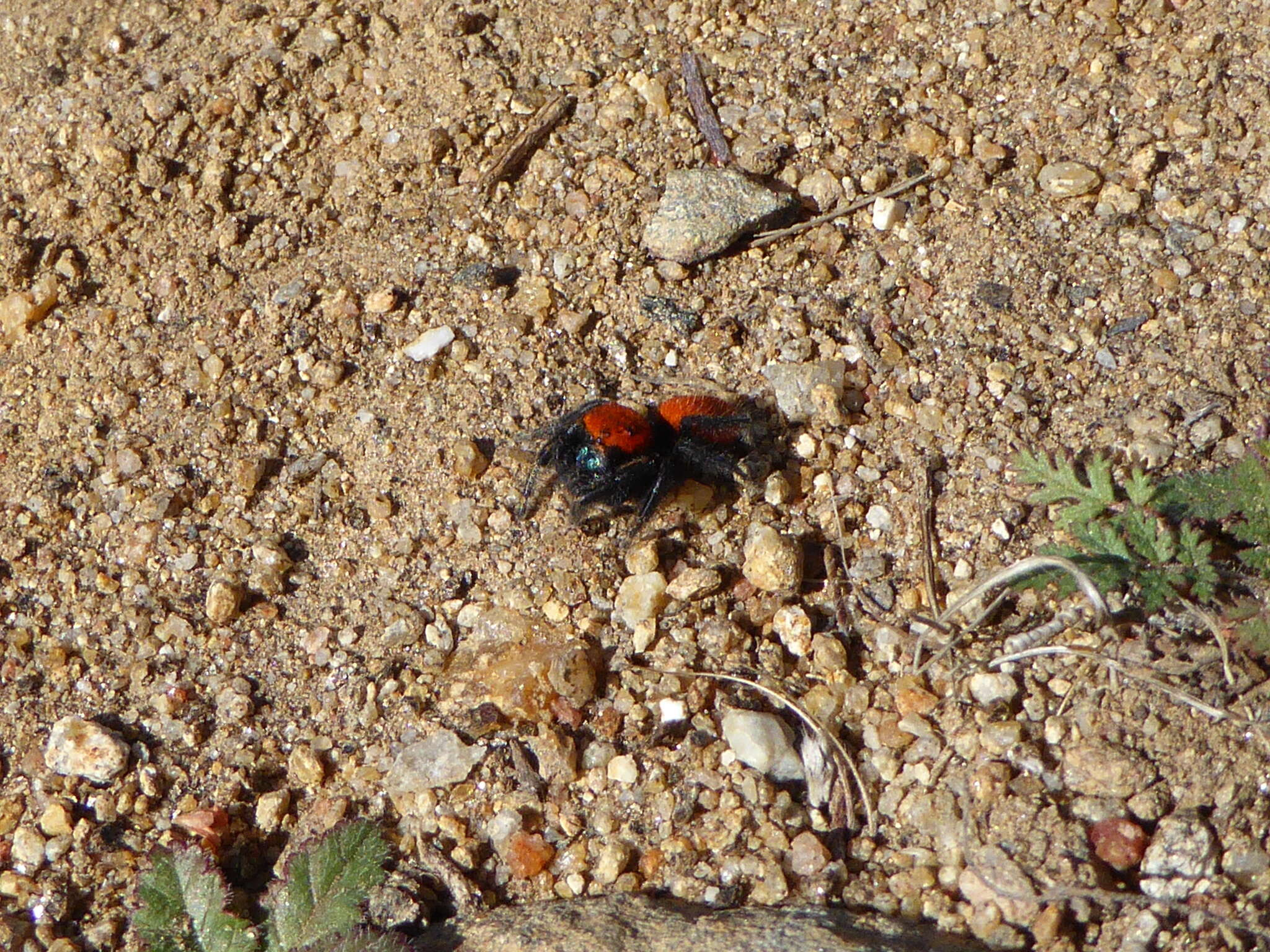 Image of Phidippus nikites Chamberlin & Ivie 1935