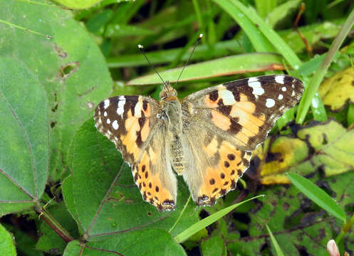 Image of Vanessa cardui