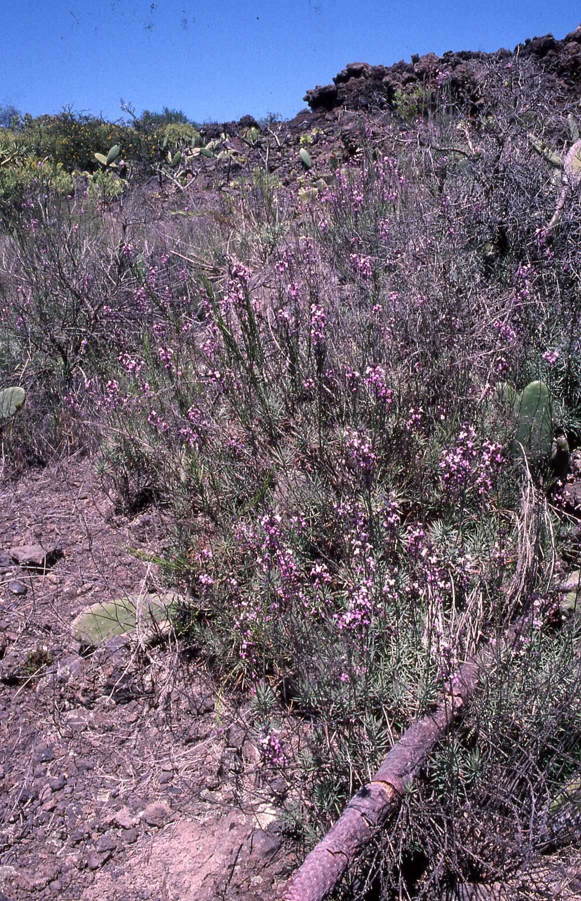 Image of Erysimum scoparium (Brouss. ex Willd.) Wettst.