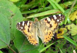 Image of Vanessa cardui