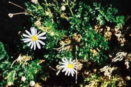 Image of Argyranthemum tenerifae C. J. Humphries