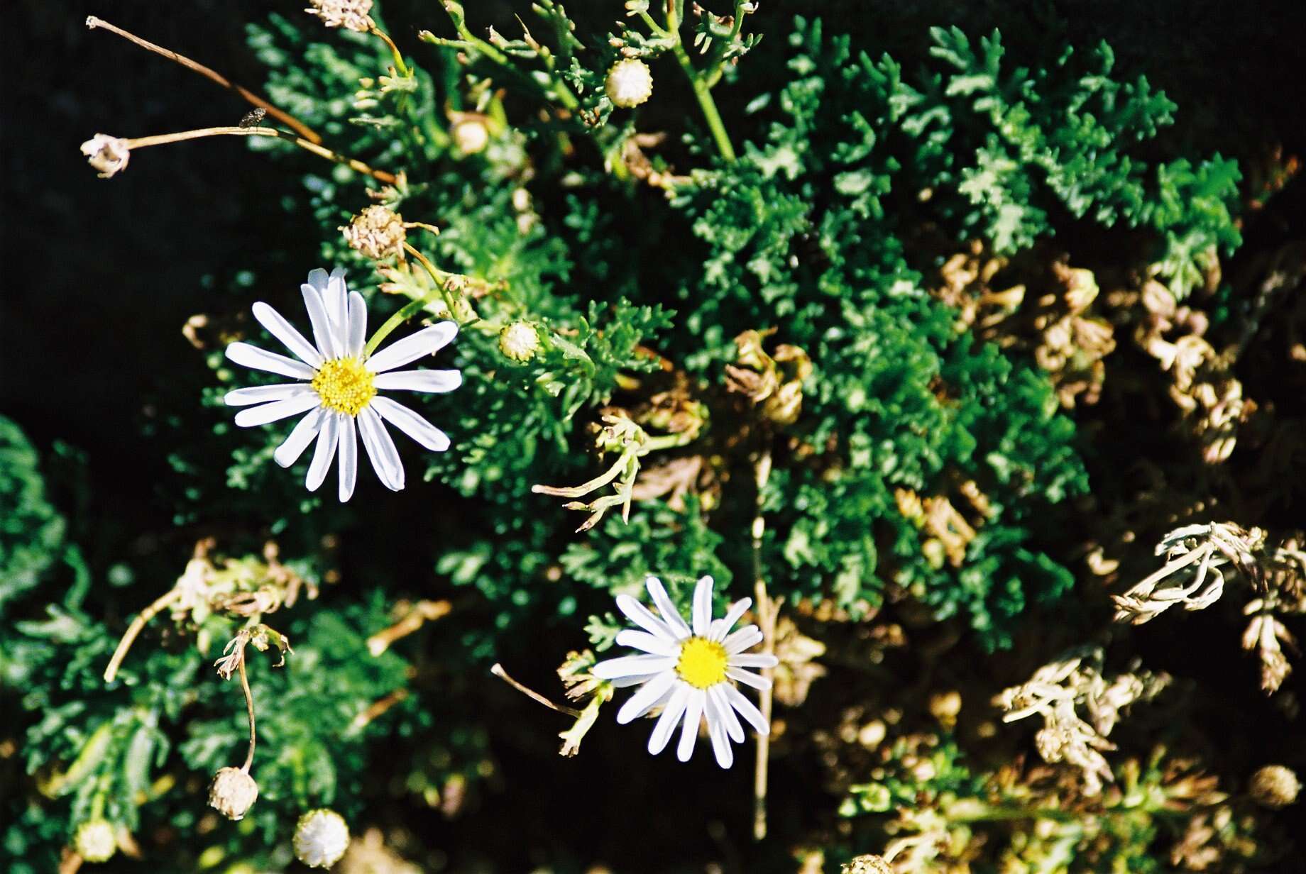 Image of Argyranthemum tenerifae C. J. Humphries