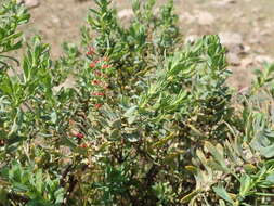 صورة Thymelaea tartonraira subsp. thomasii (Duby) Briq.