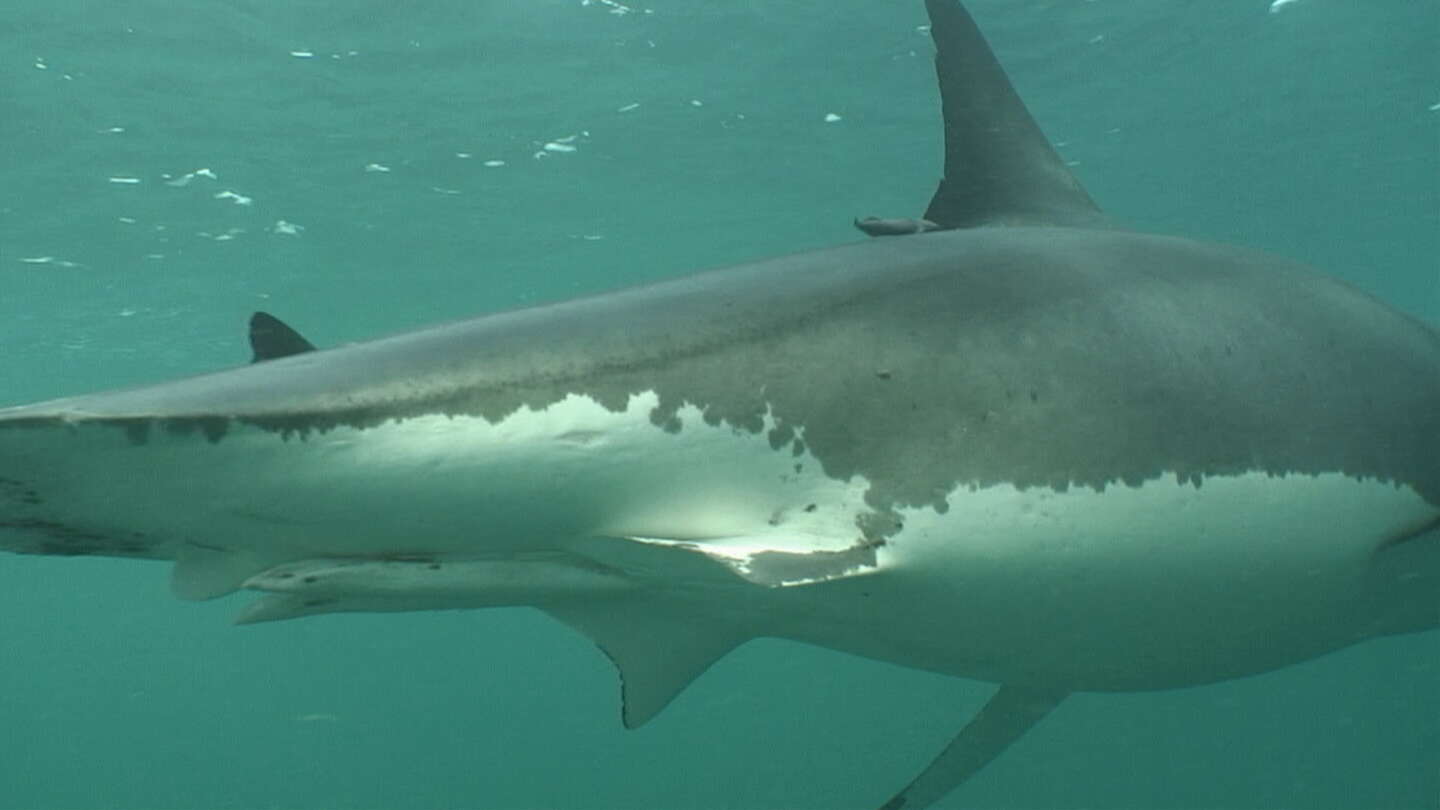 Image of Brown Remora