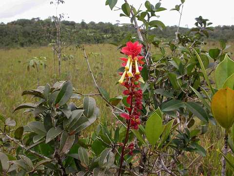 Image of Amasonia campestris (Aubl.) Moldenke