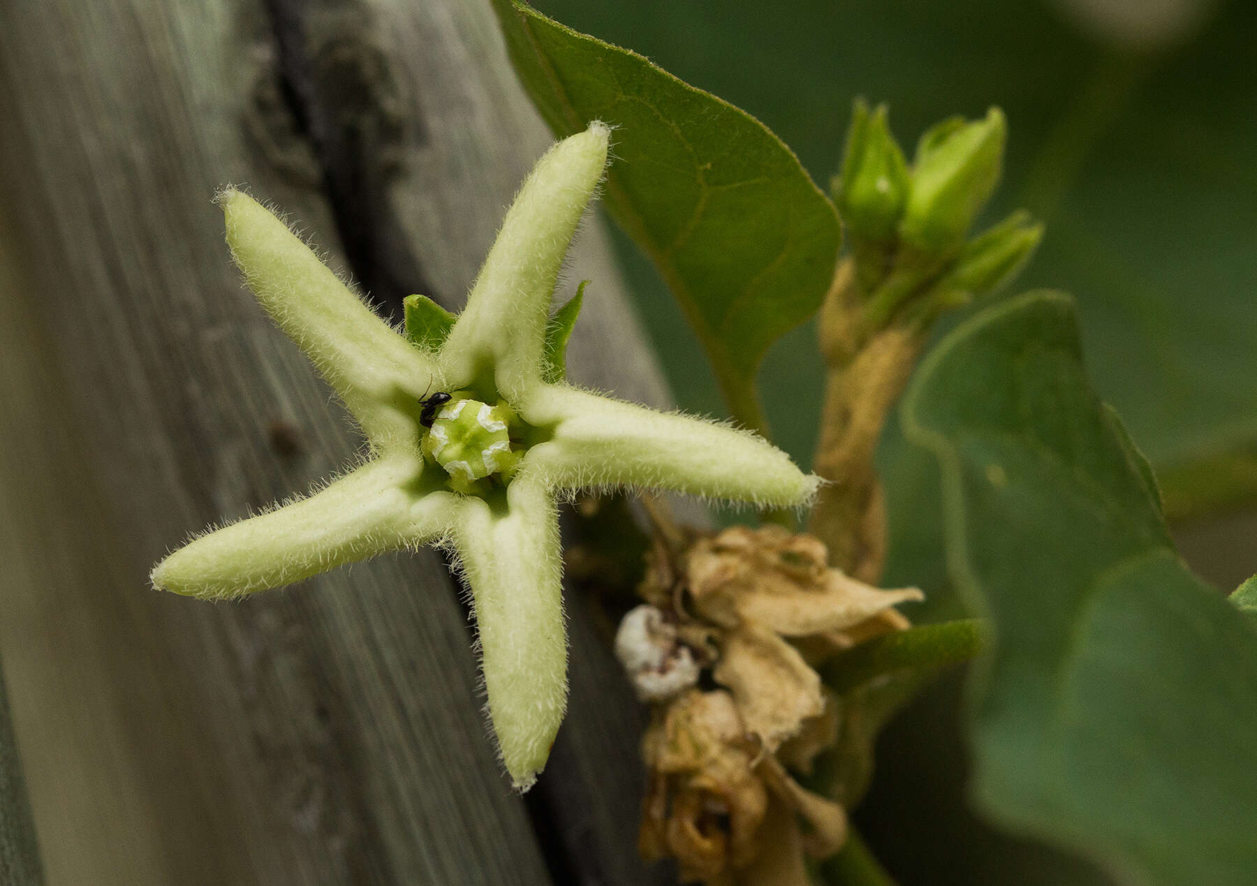 صورة Marsdenia rubicunda (K. Schum.) N. E. Br.