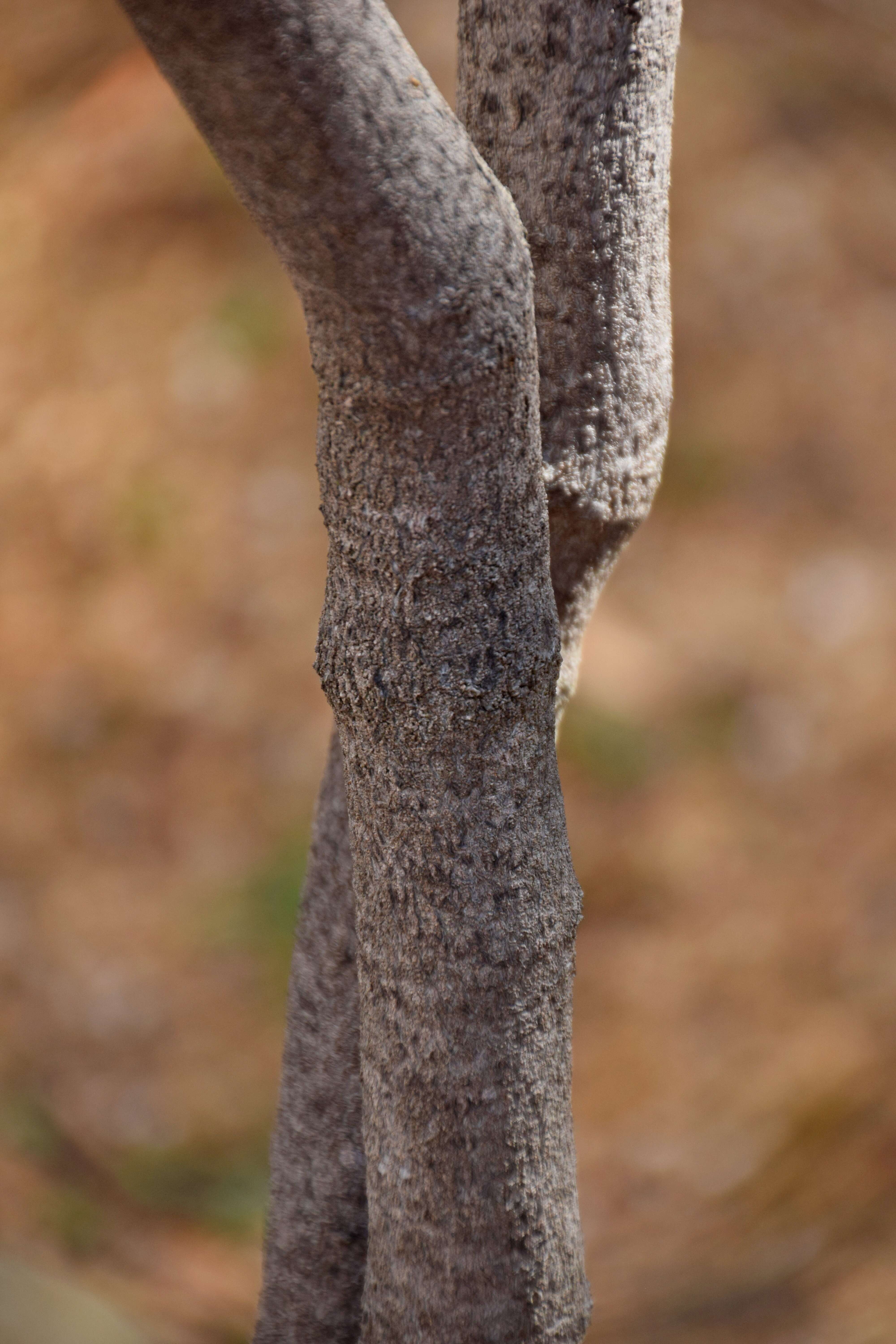 Image of Pincushion hakea