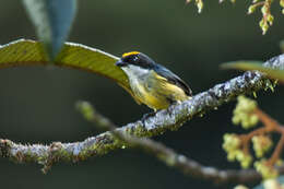 Image of Yellow-crowned Flowerpecker