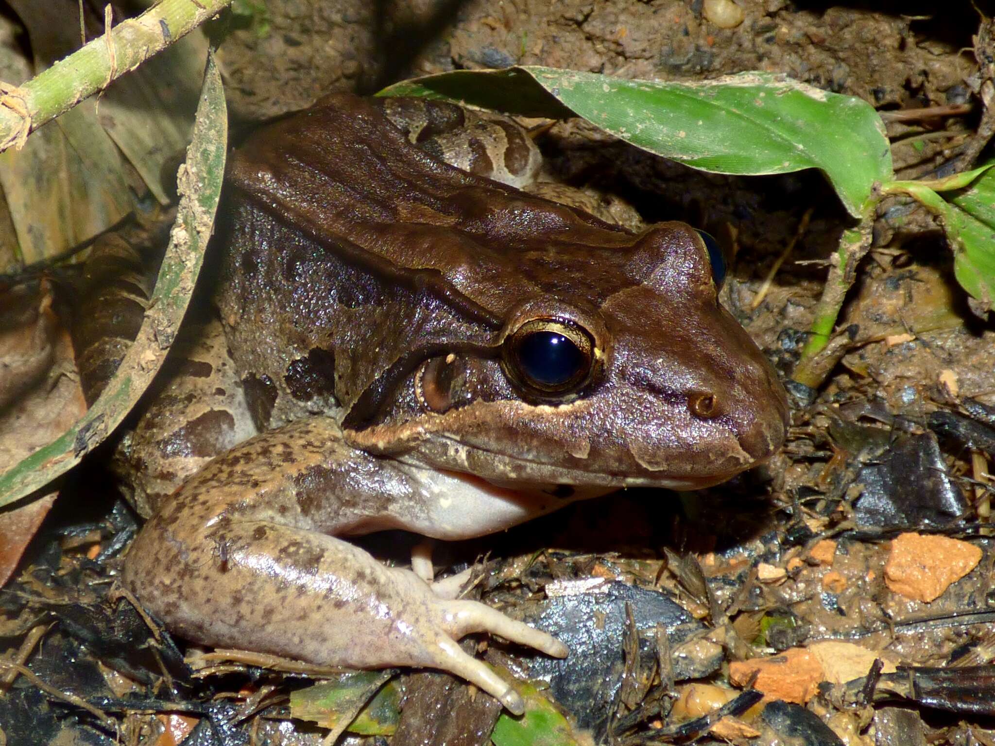 Image of Bolivian White-lipped Frog