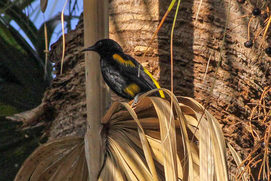 Image of Hispaniolan Oriole