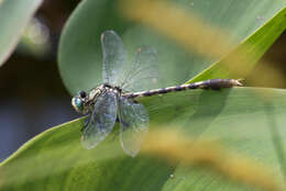 Imagem de Arigomphus villosipes (Selys 1854)