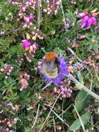 Imagem de Bombus muscorum (Linnaeus 1758)