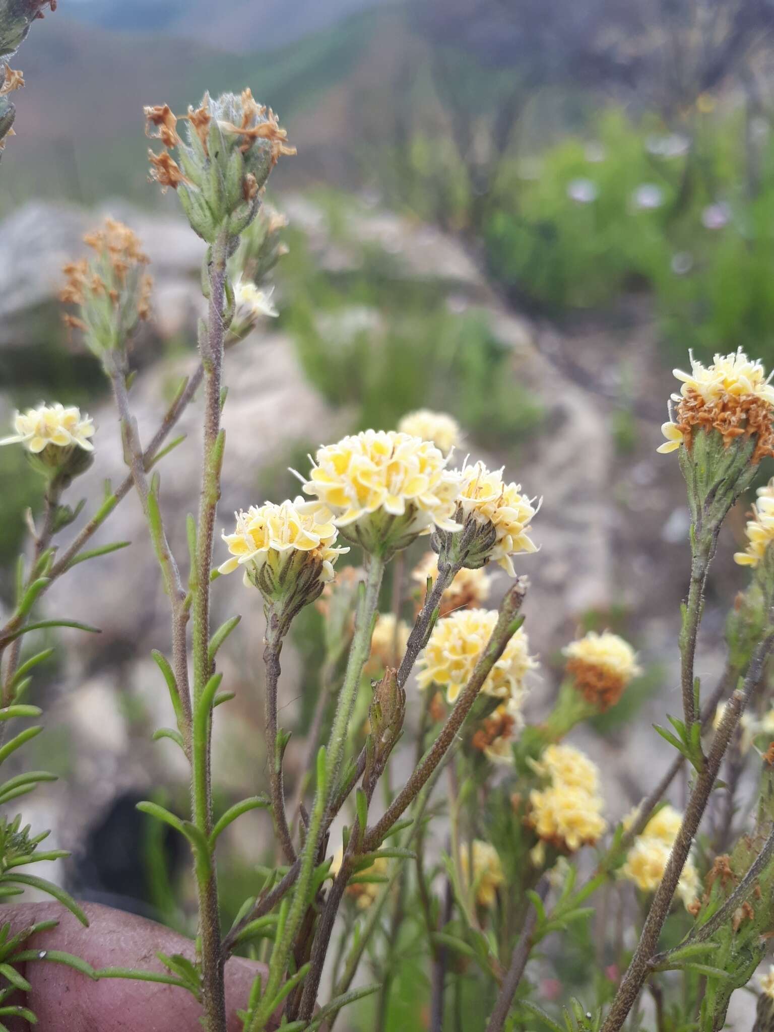 Sivun Phyllopodium elegans (Choisy) O. M. Hilliard kuva