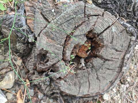 Image of Bupleurum asperuloides Heldr. ex Boiss.