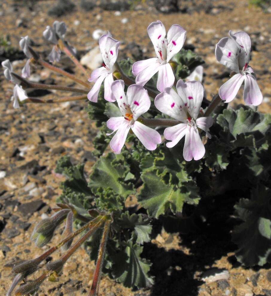 Image of Pelargonium crassicaule L'Her.