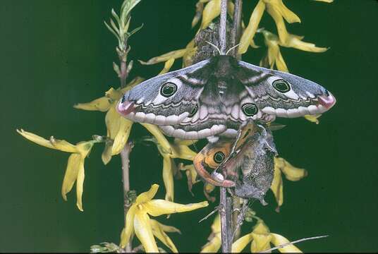 Image of Saturnia subgen. Eudia Jordan 1911