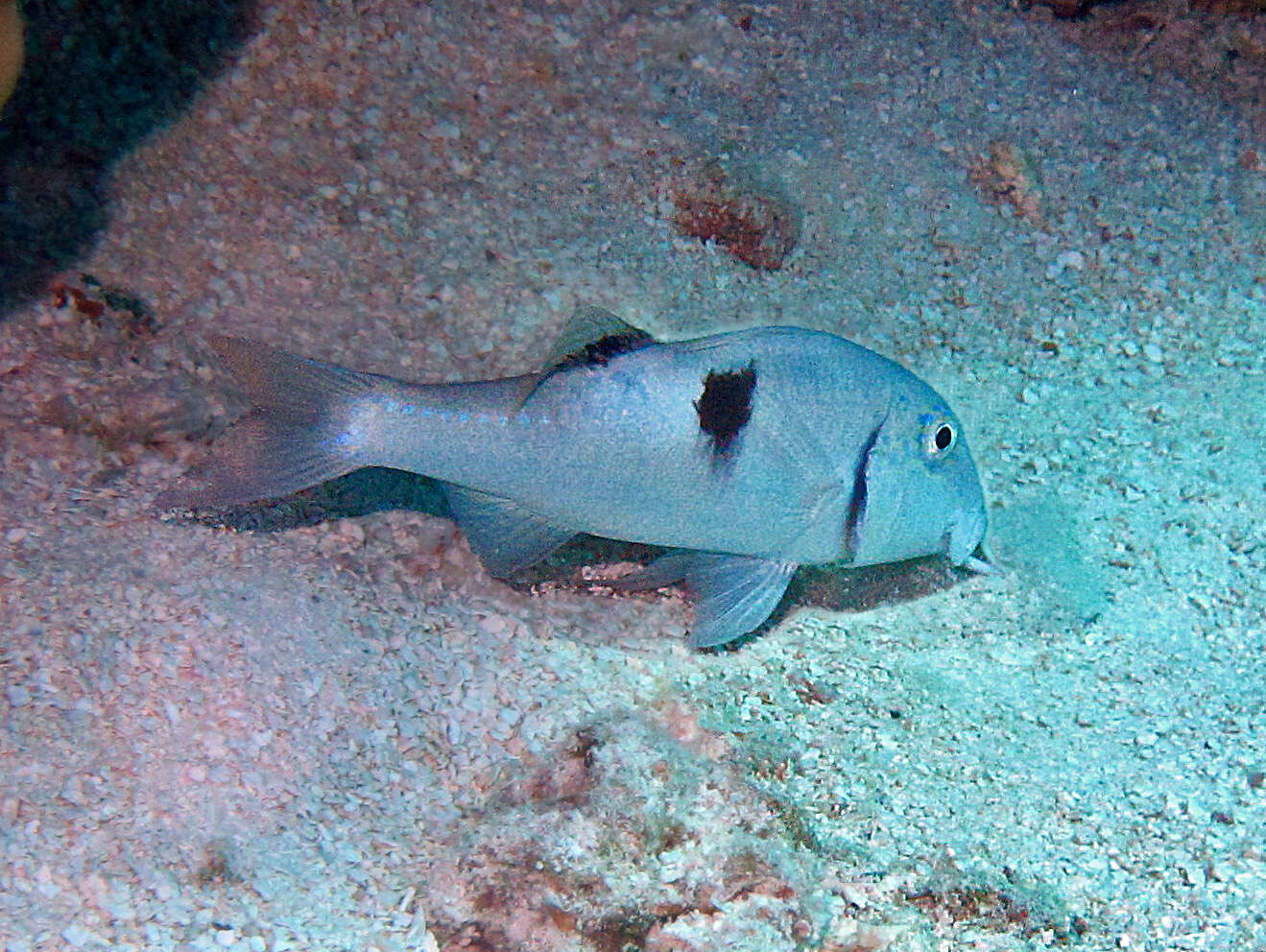 Image of Sidespot goatfish