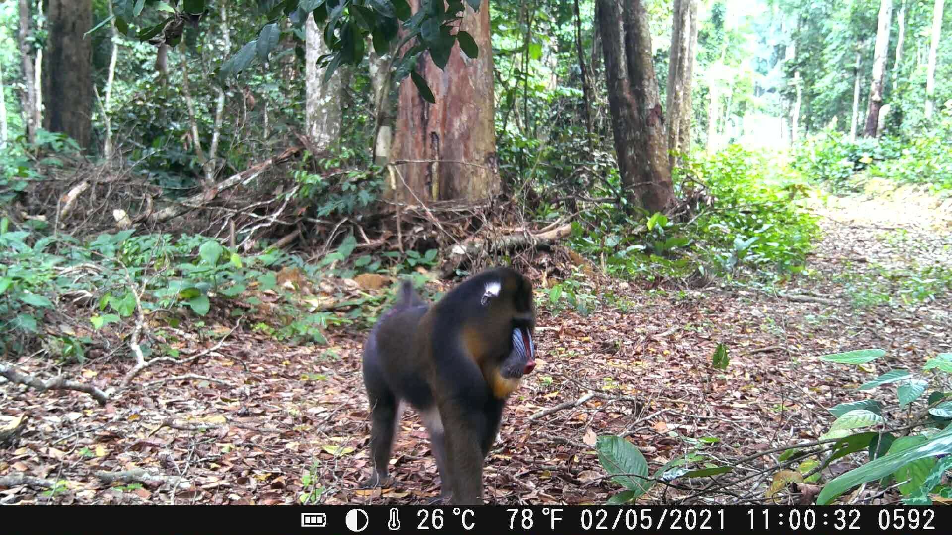 Image of Mandrill