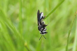 Image of Andrena agilissima (Scopoli 1770)