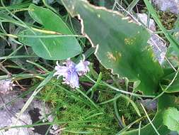 Image of Bellevalia hyacinthoides (Bertol.) K. Perss. & Wendelbo