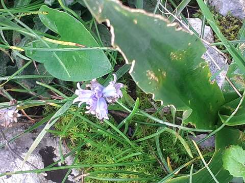 Imagem de Bellevalia hyacinthoides (Bertol.) K. Perss. & Wendelbo