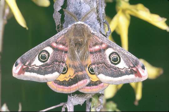 Image of Saturnia subgen. Eudia Jordan 1911