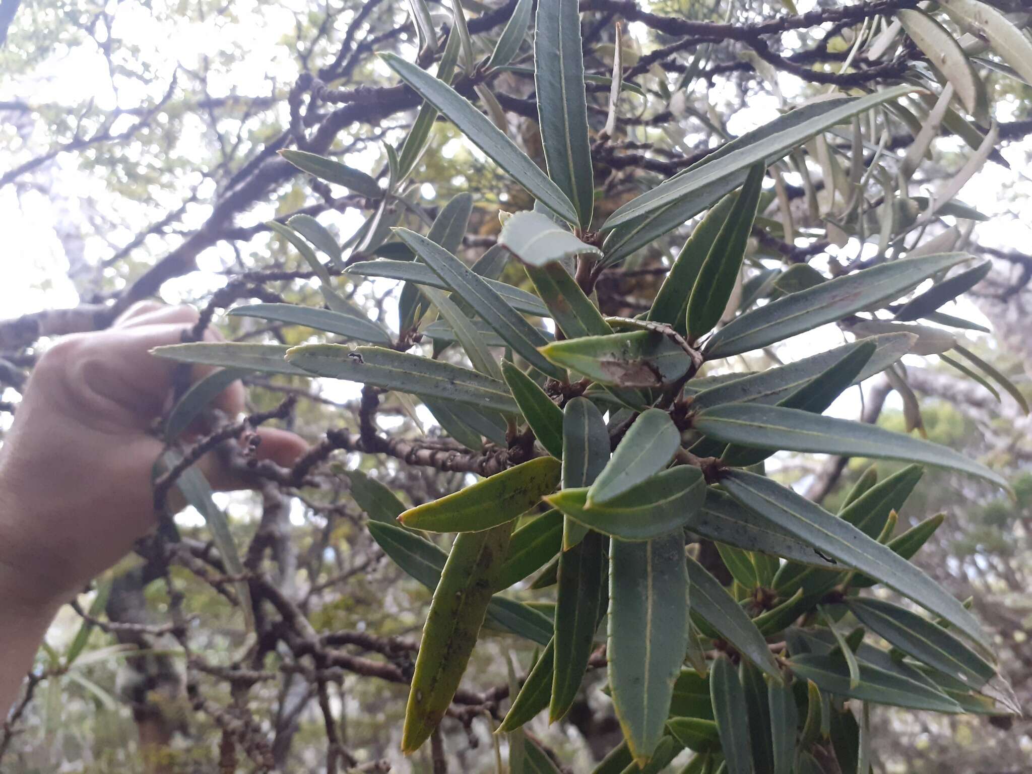 Imagem de Pseudopanax linearis (Hook. fil.) K. Koch