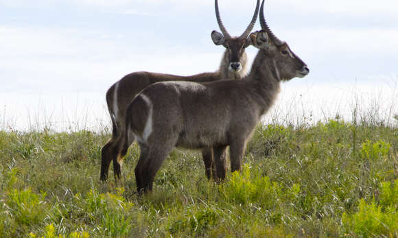 Image of Reduncinae