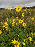 Image of giant sunflower