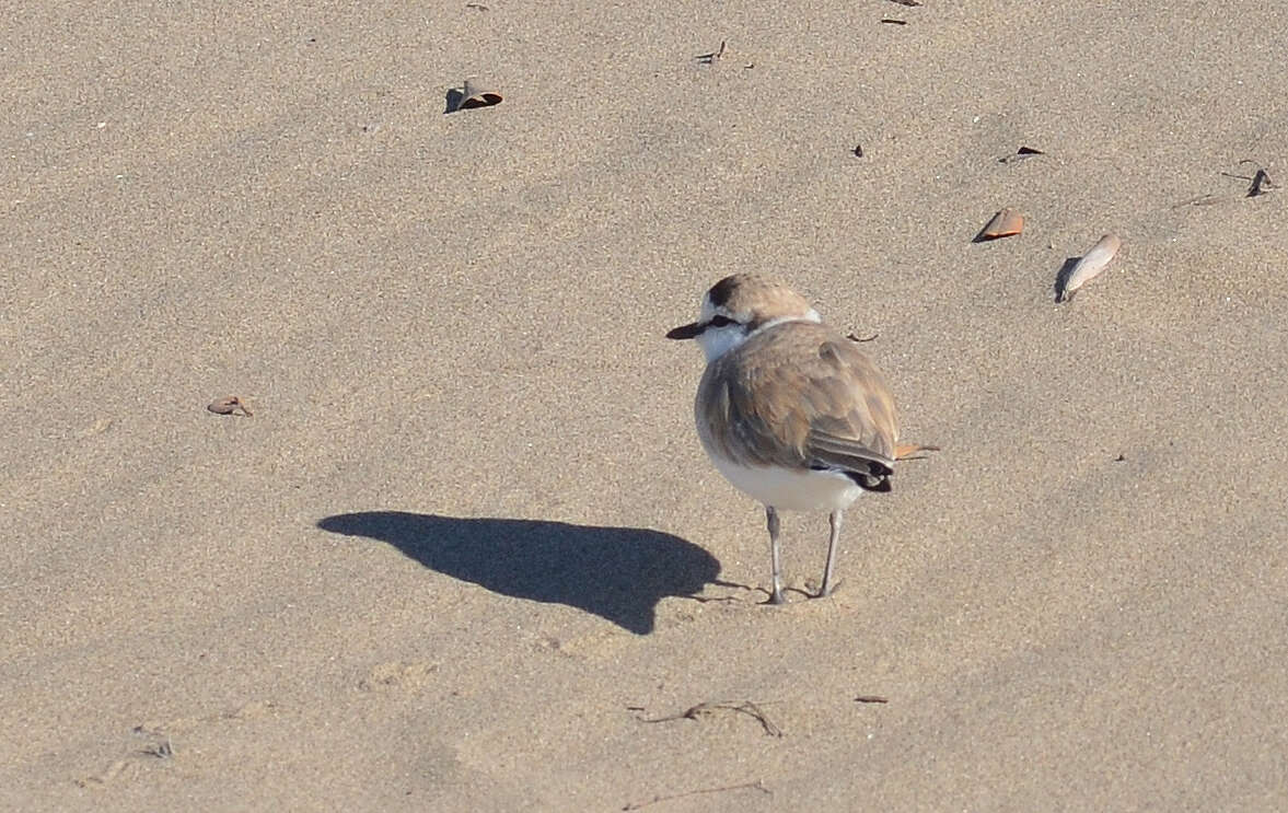 Image of White-fronted Plover