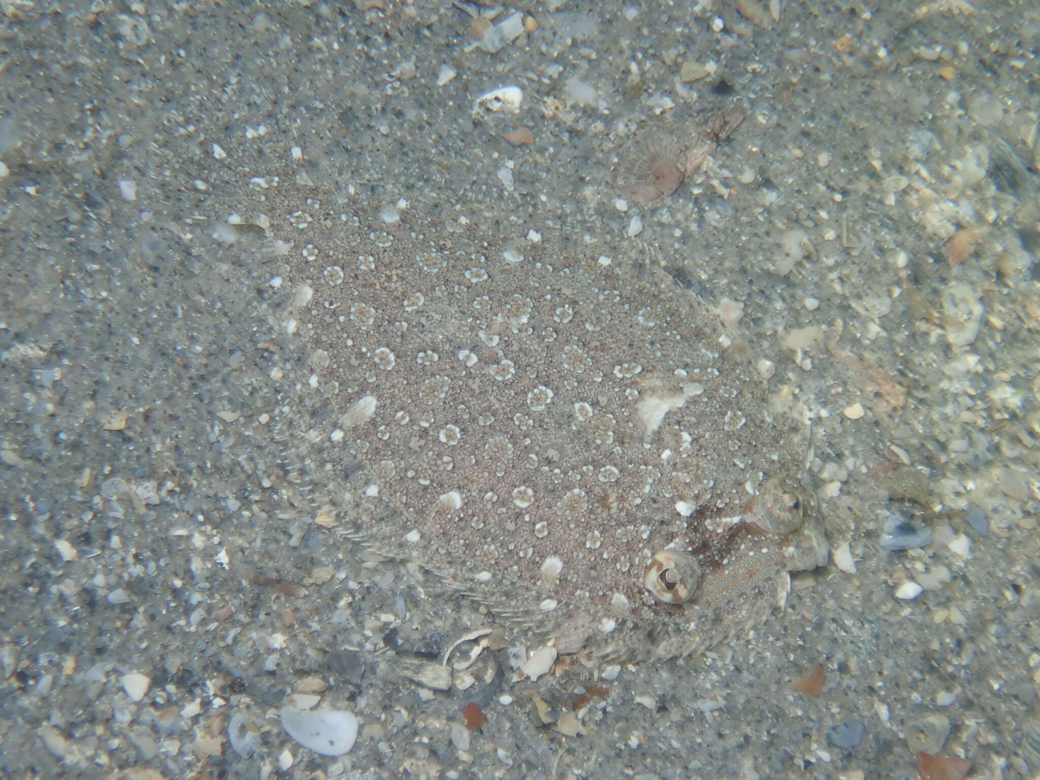 Image of Eyed Flounder