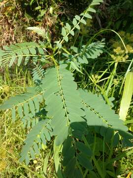 Image of wand riverhemp