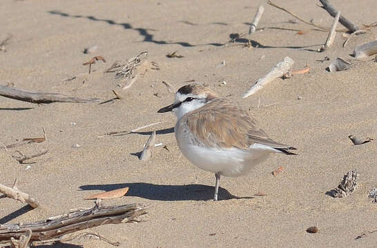 Image of White-fronted Plover