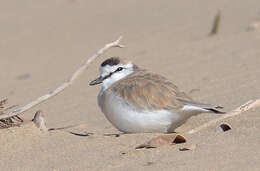 Image of White-fronted Plover