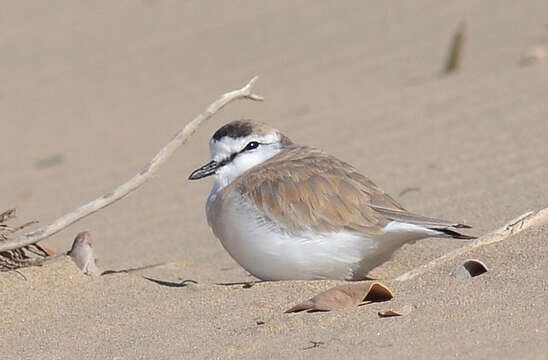 Image of White-fronted Plover