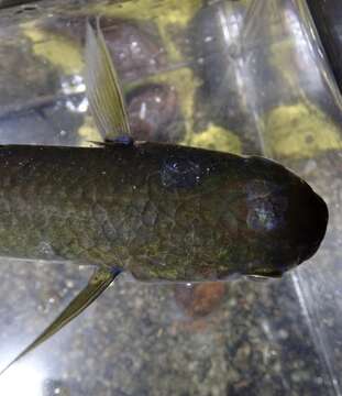 Image of Bluespot mullet